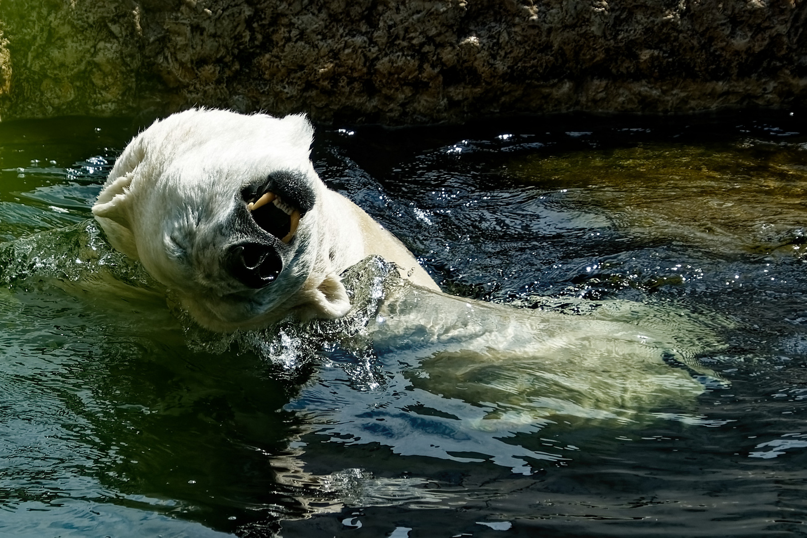 Eisbär