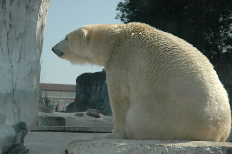 Eisbär