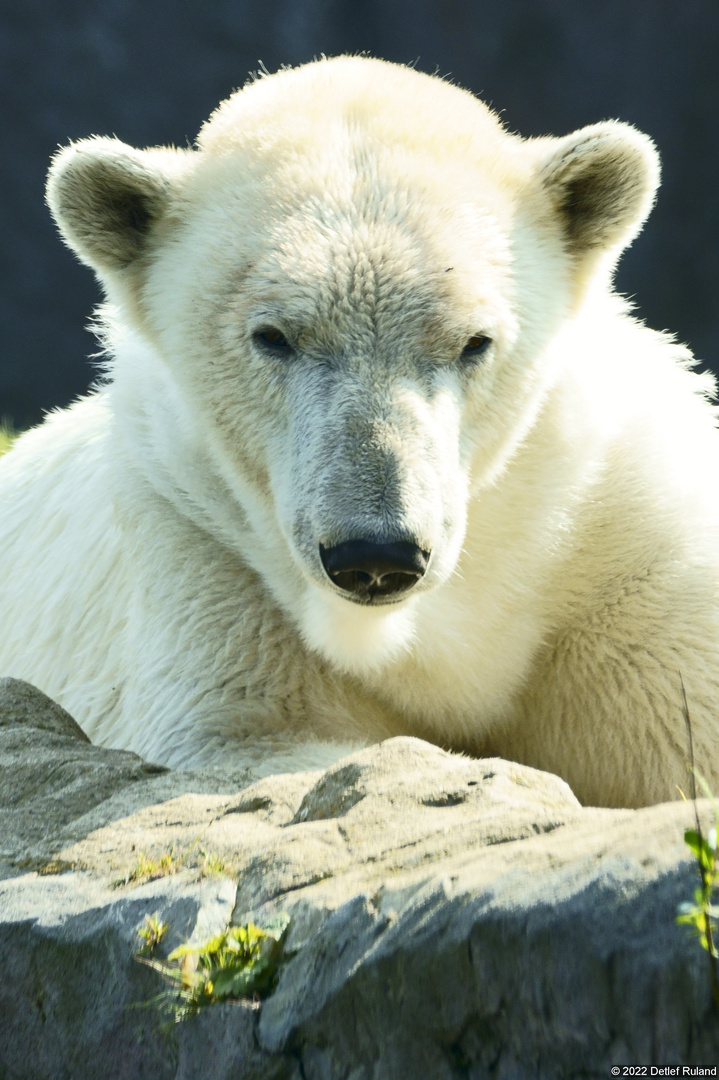 Eisbär