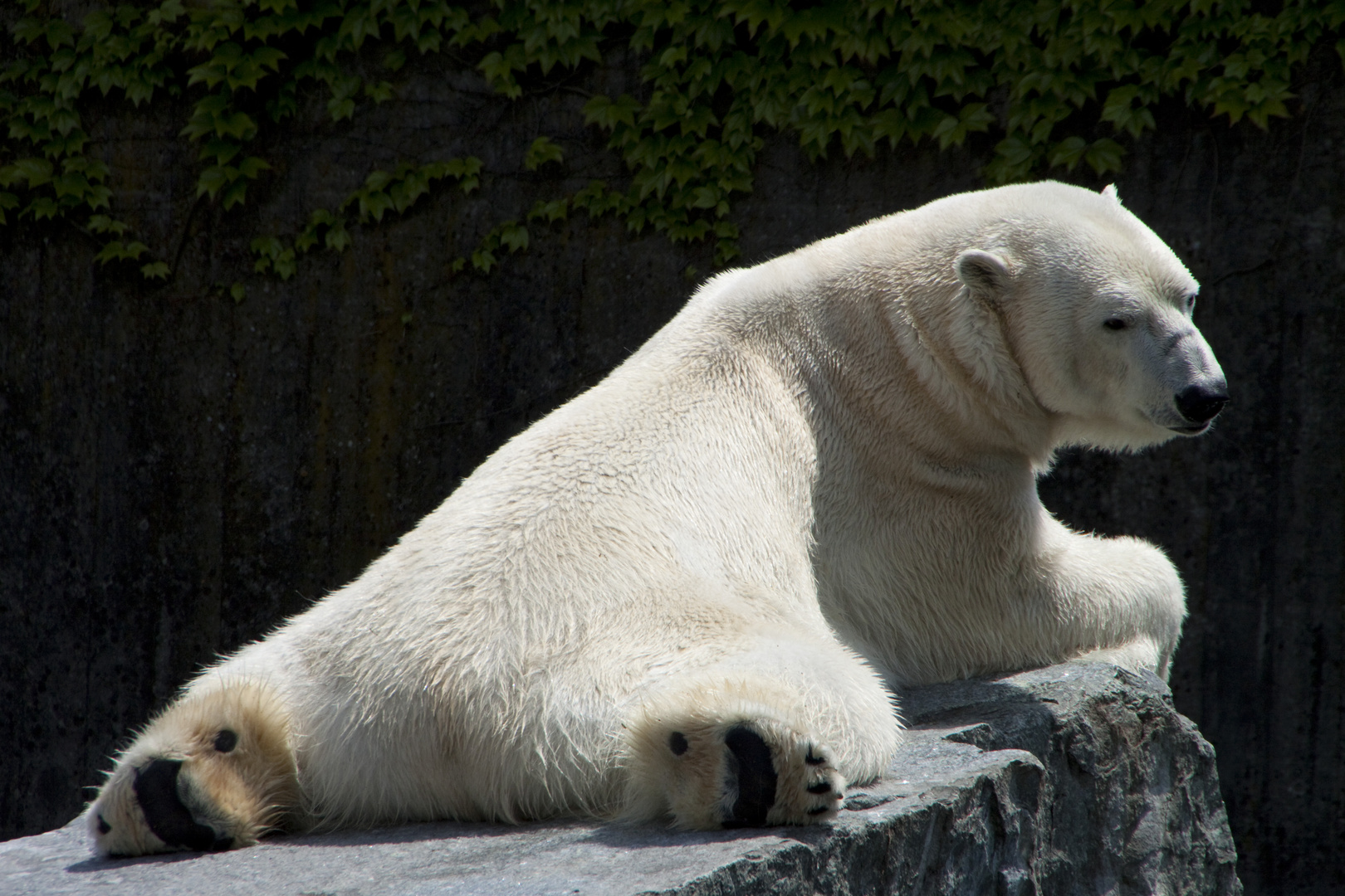 Eisbär