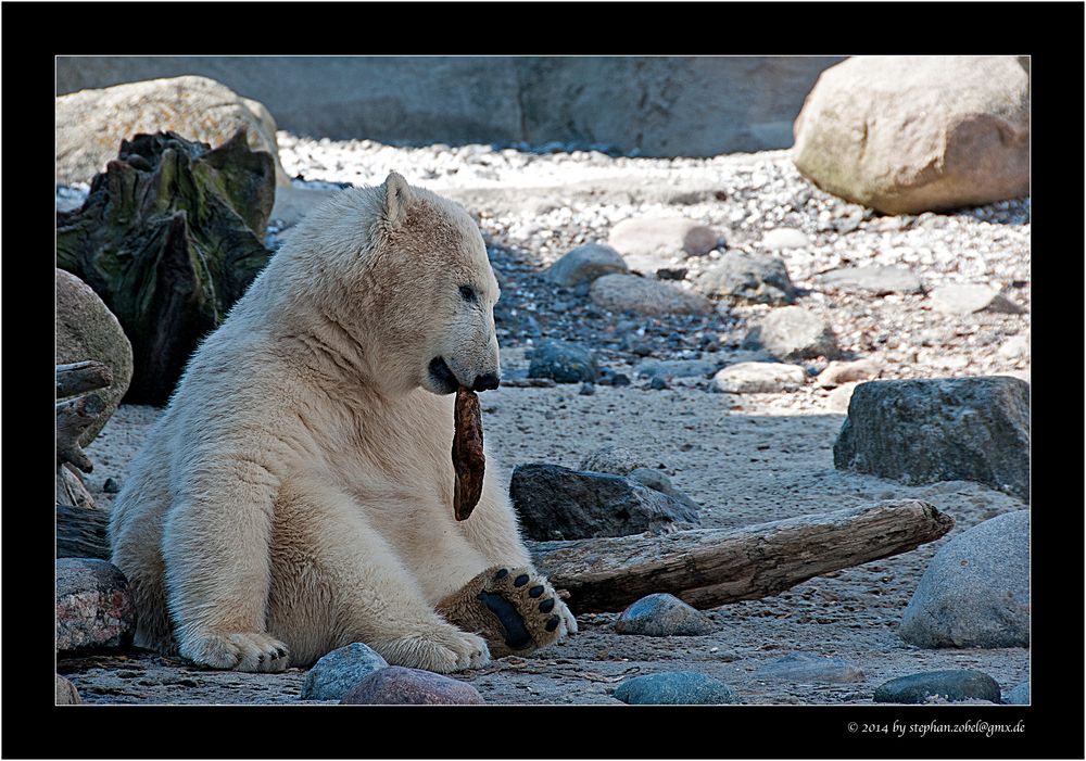 Eisbär