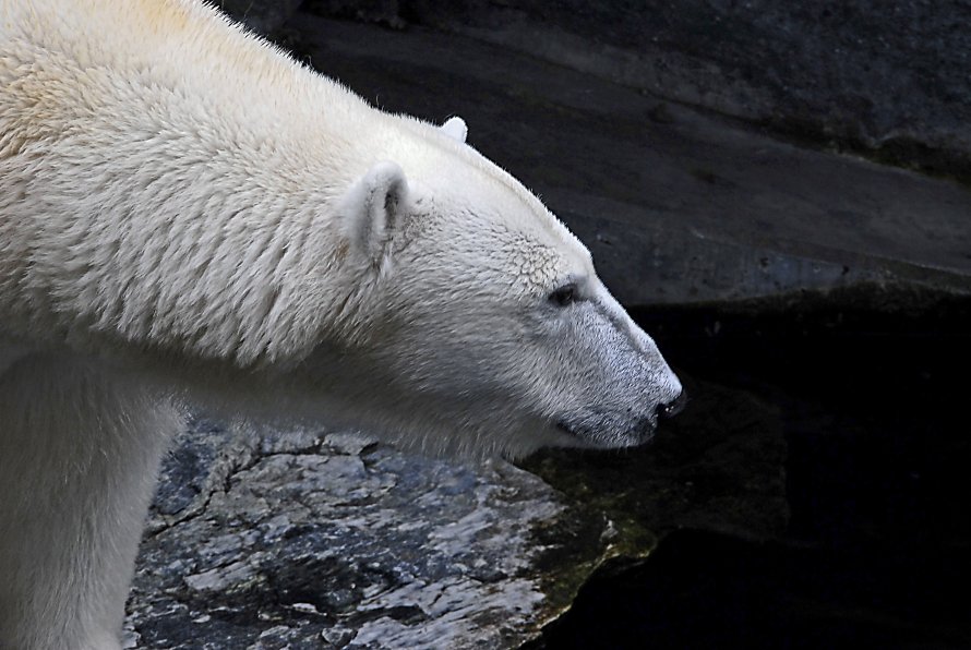 Eisbär