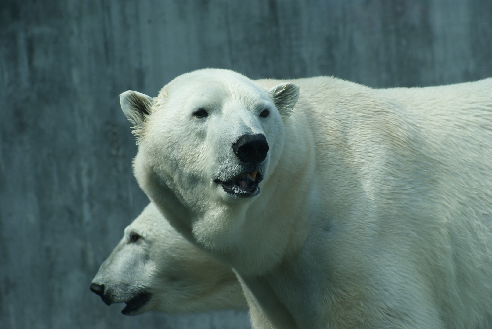 Eisbär