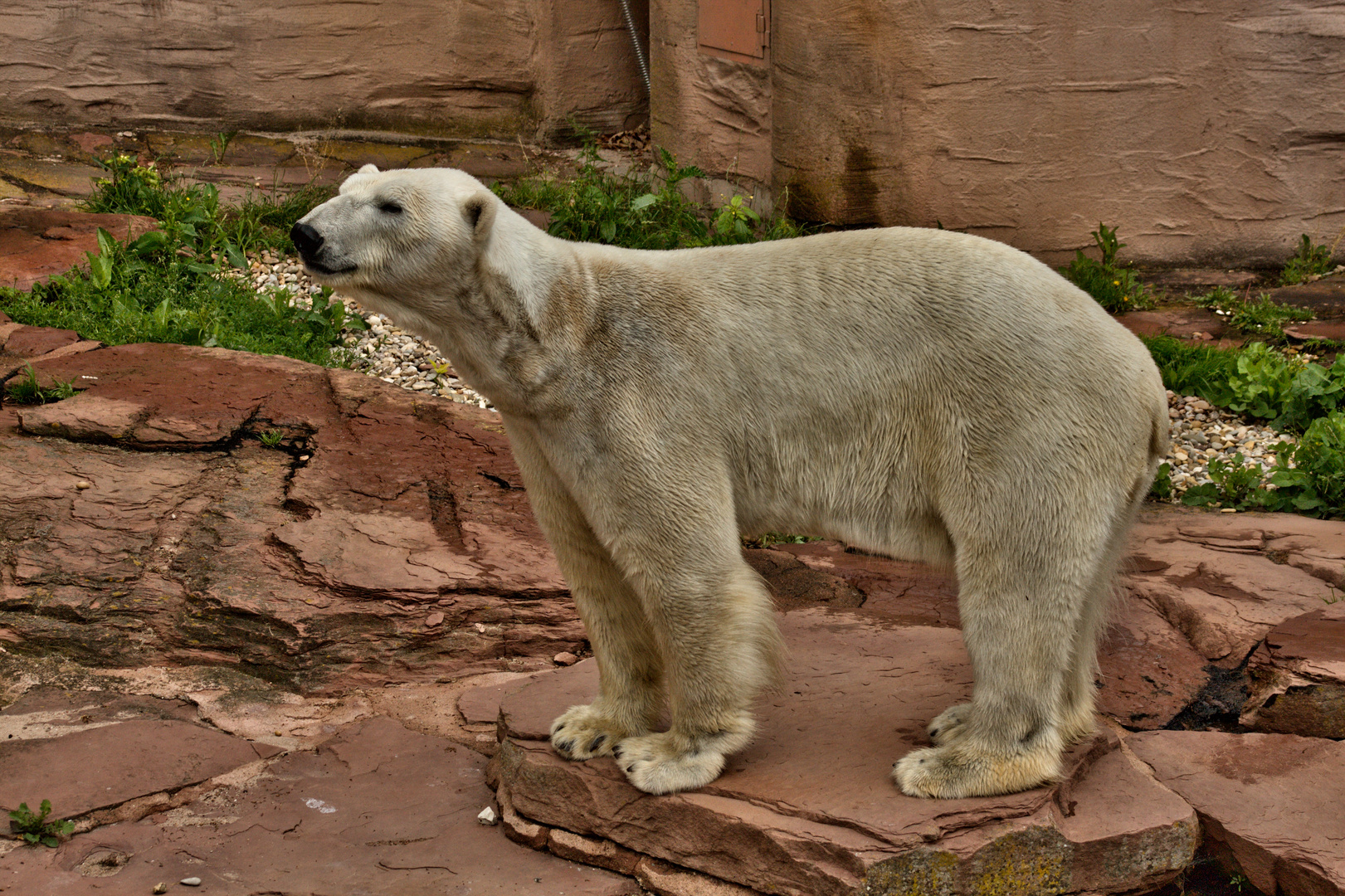 Eisbär