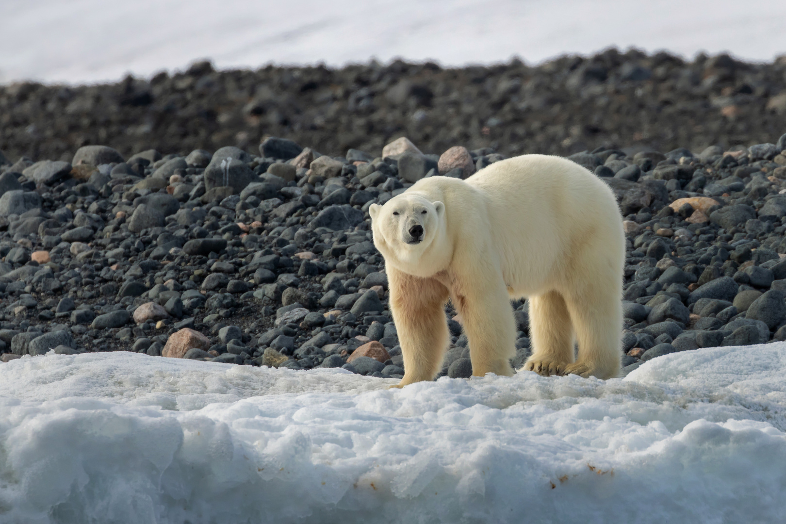 Eisbär