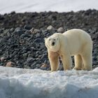 Eisbär