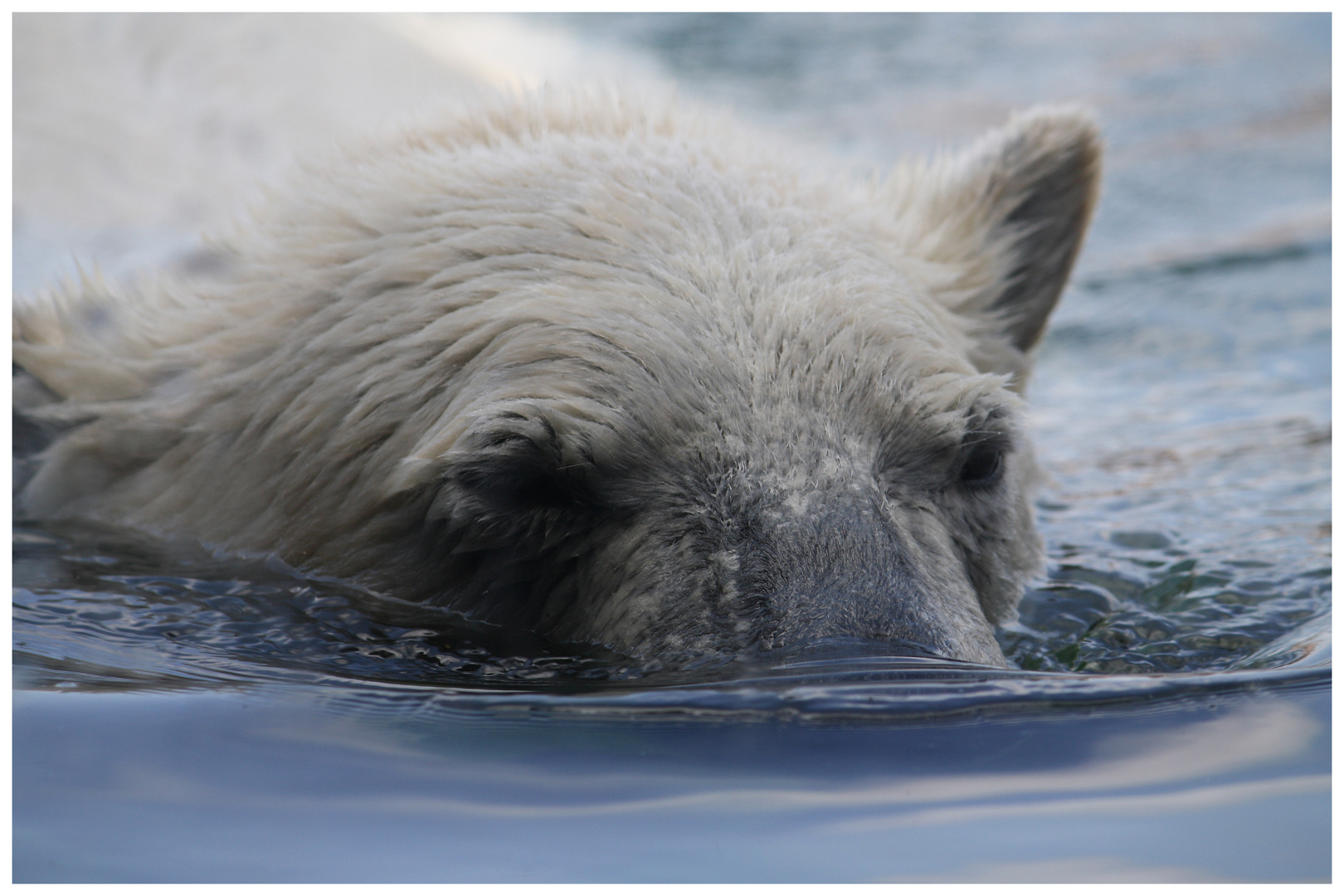 Eisbär