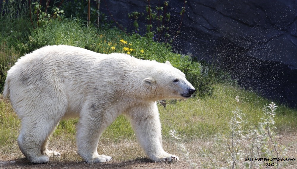 Eisbär