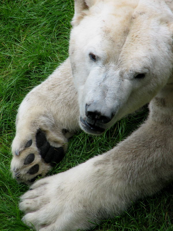 Eisbär