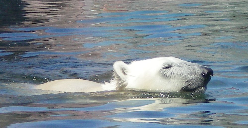 Eisbär