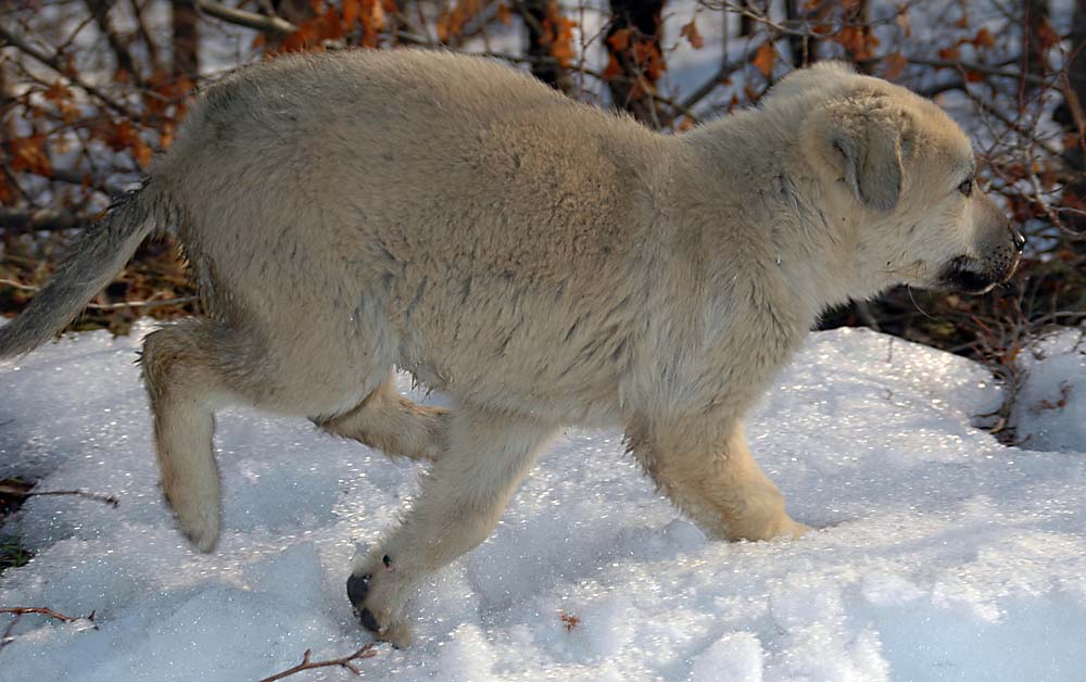 Eisbär