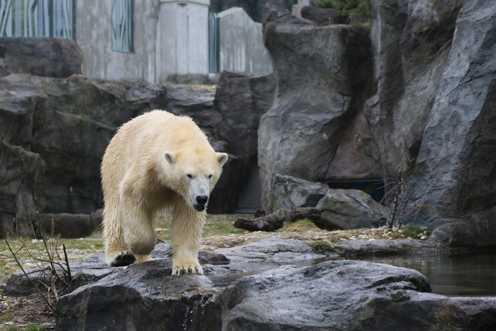 Eisbär