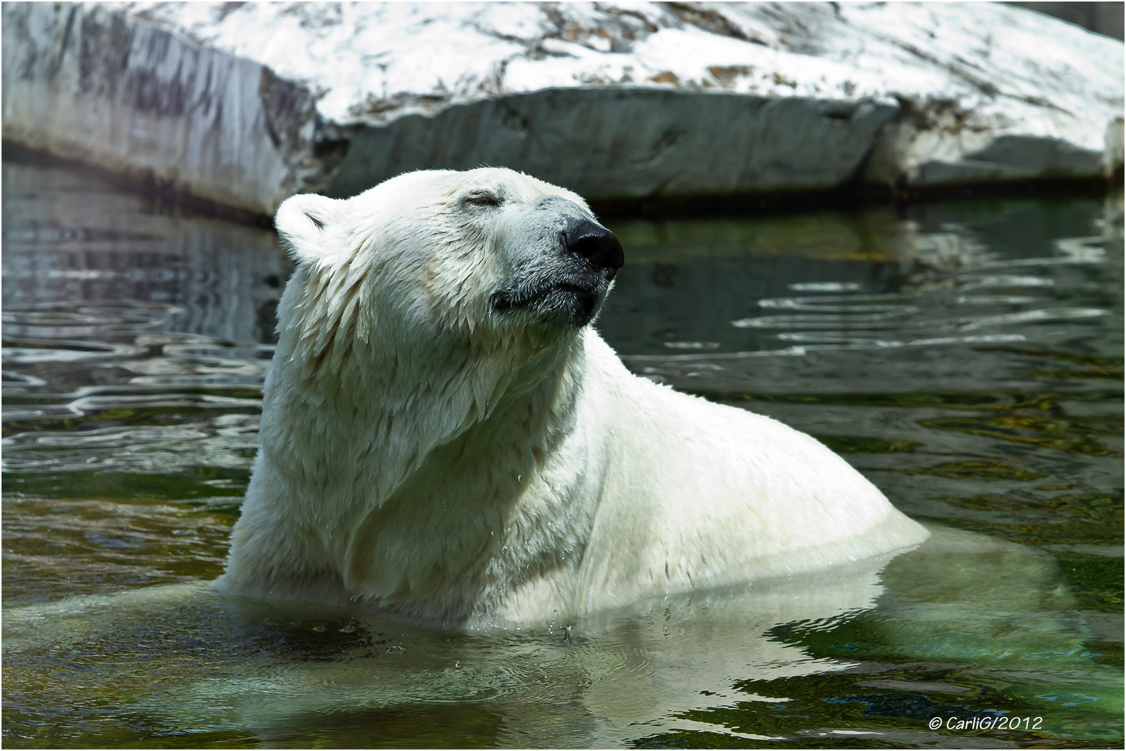 Eisbär ... (2)