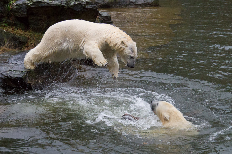 Eisbär 2