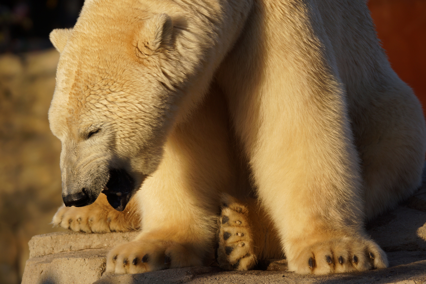 Eisbär 2