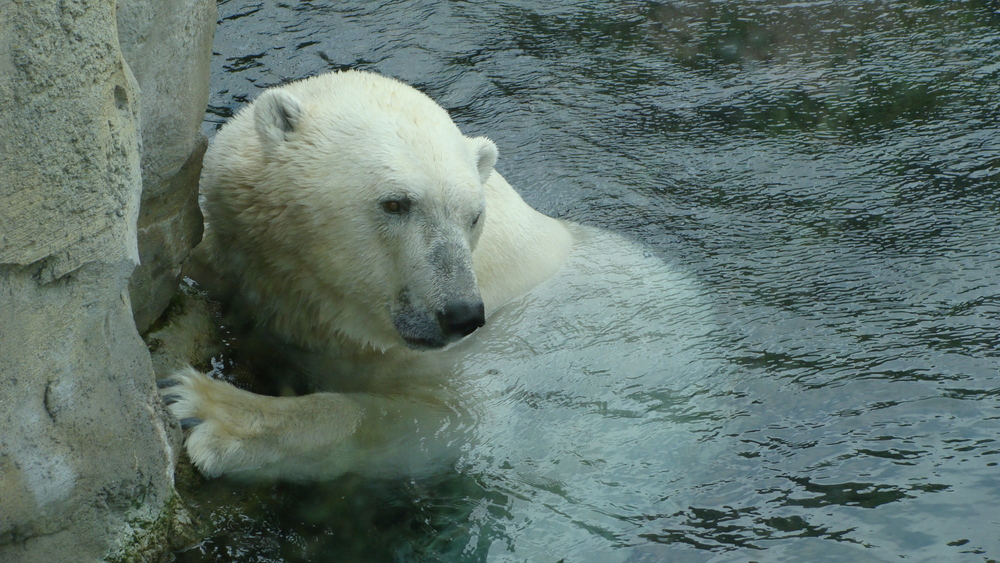 Eisbär 2