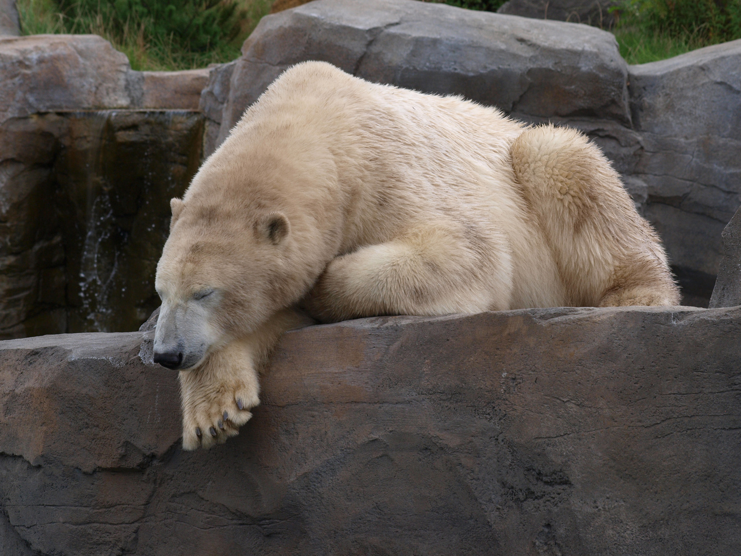 Eisbär 2