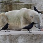 Eisbär (2): Mittagessen Zoo Karlsruhe