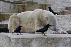 Eisbär (2): Mittagessen Zoo Karlsruhe