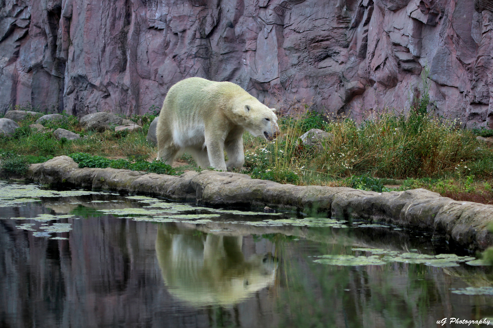 Eisbär