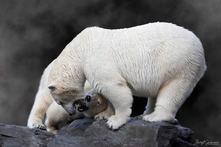 Eisbär 