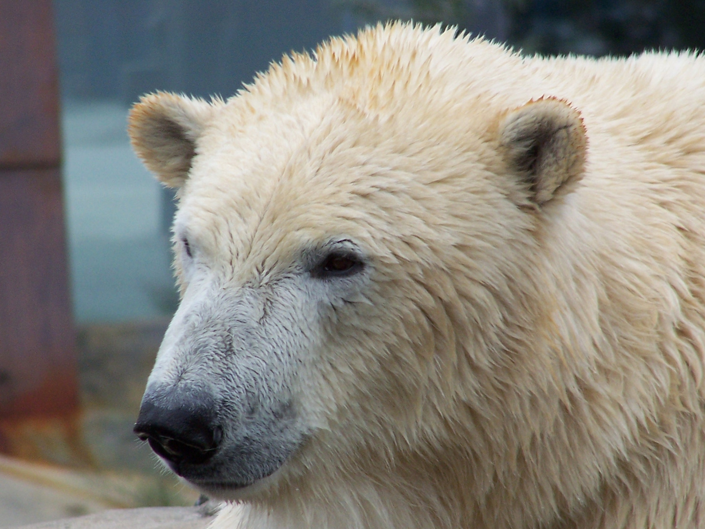 Eisbär