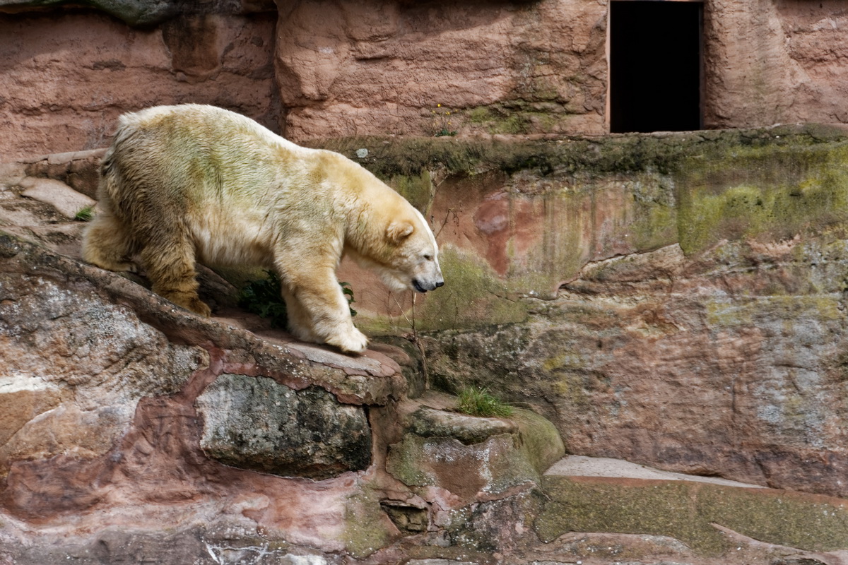 Eisbär