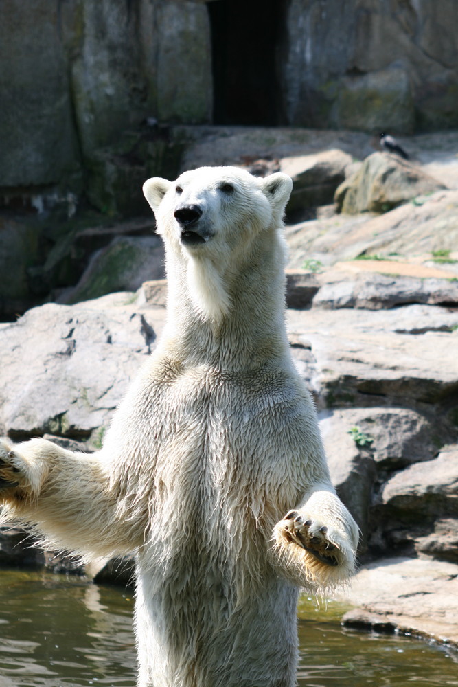 Eisbär