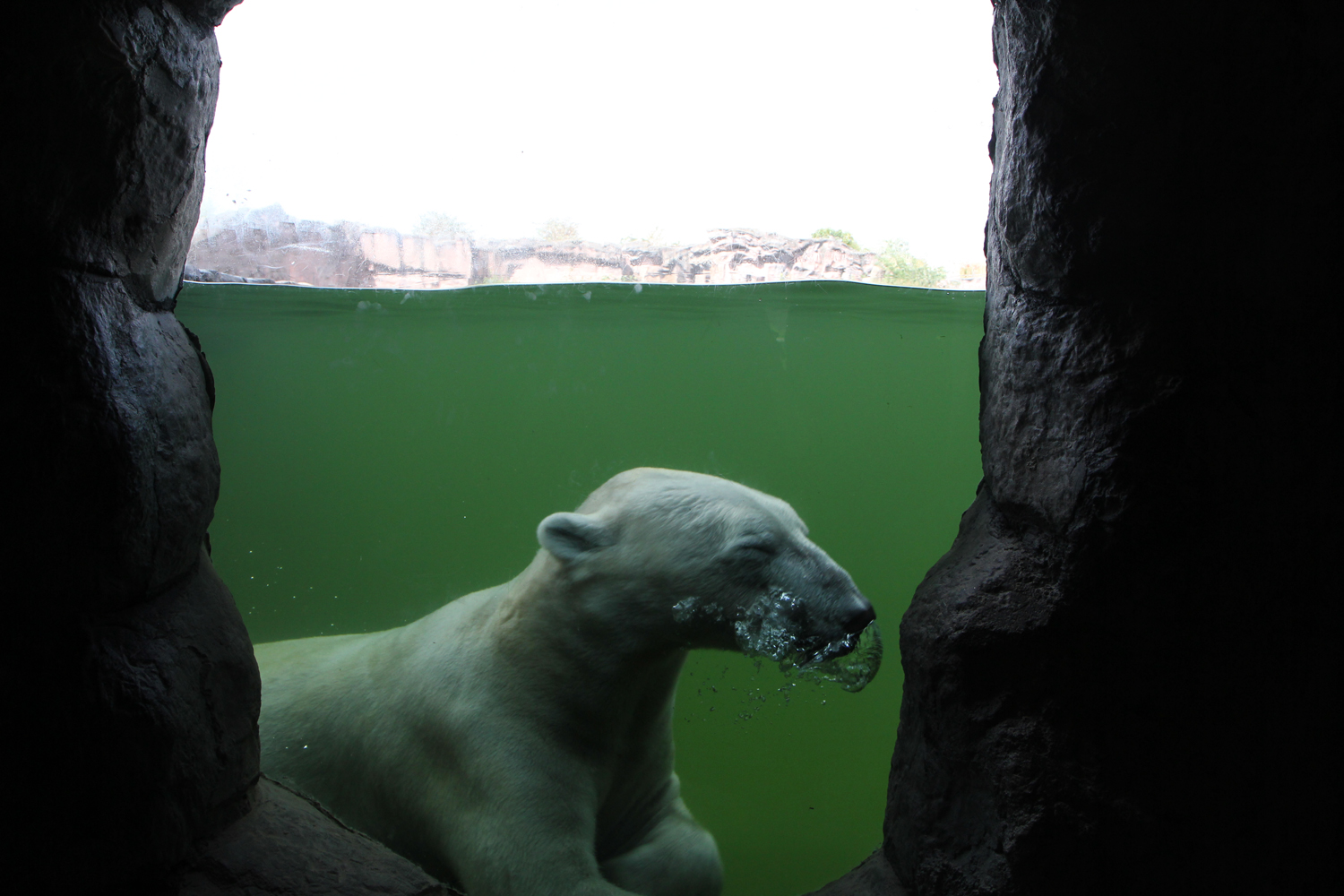 Eisbär