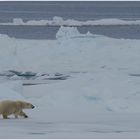 Eisbär