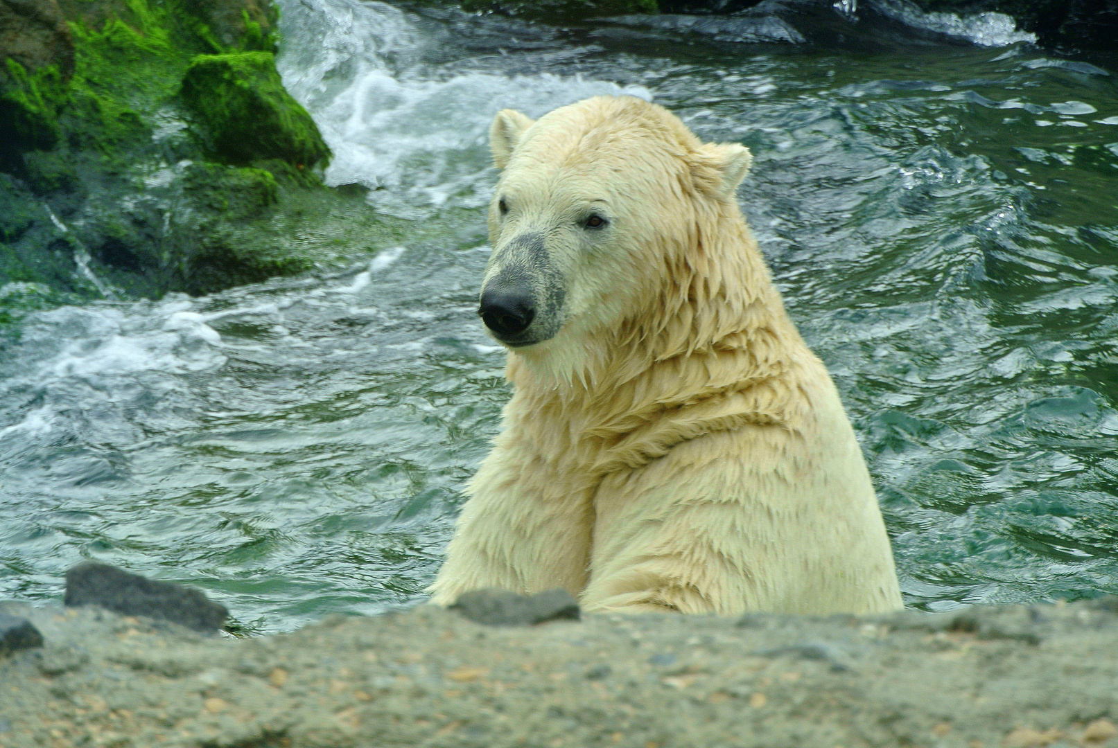 Eisbär