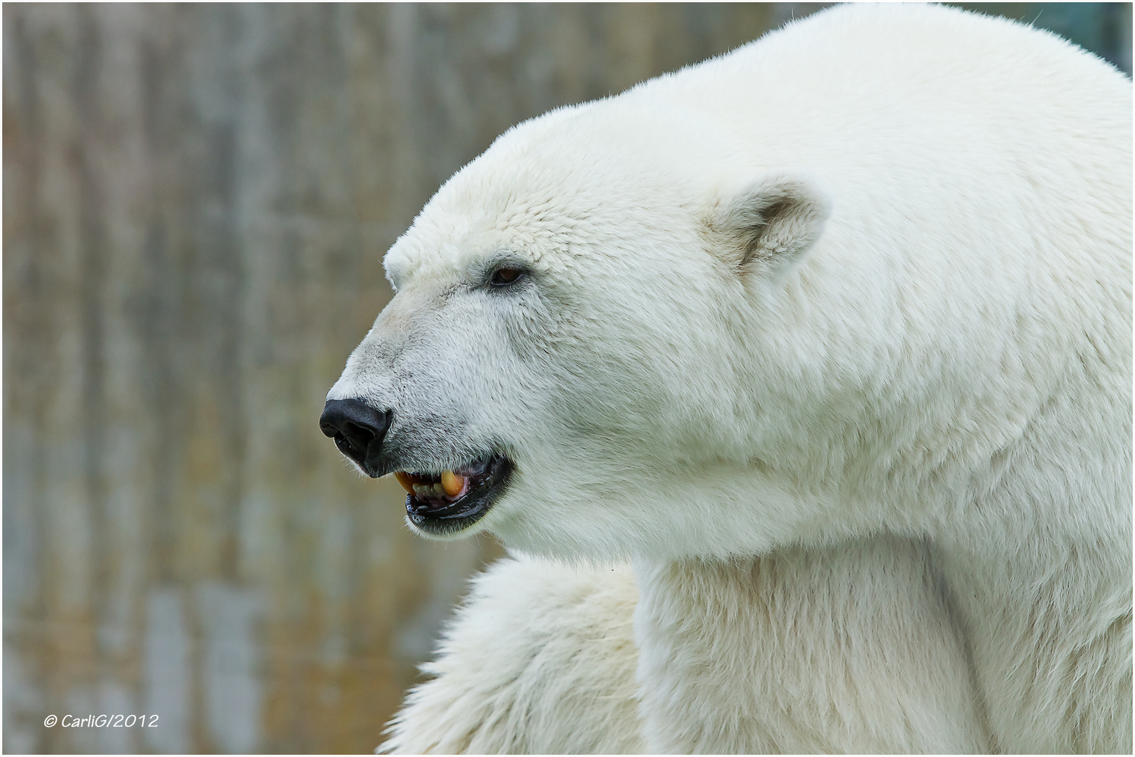 Eisbär...