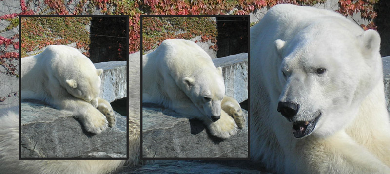 Eisbär