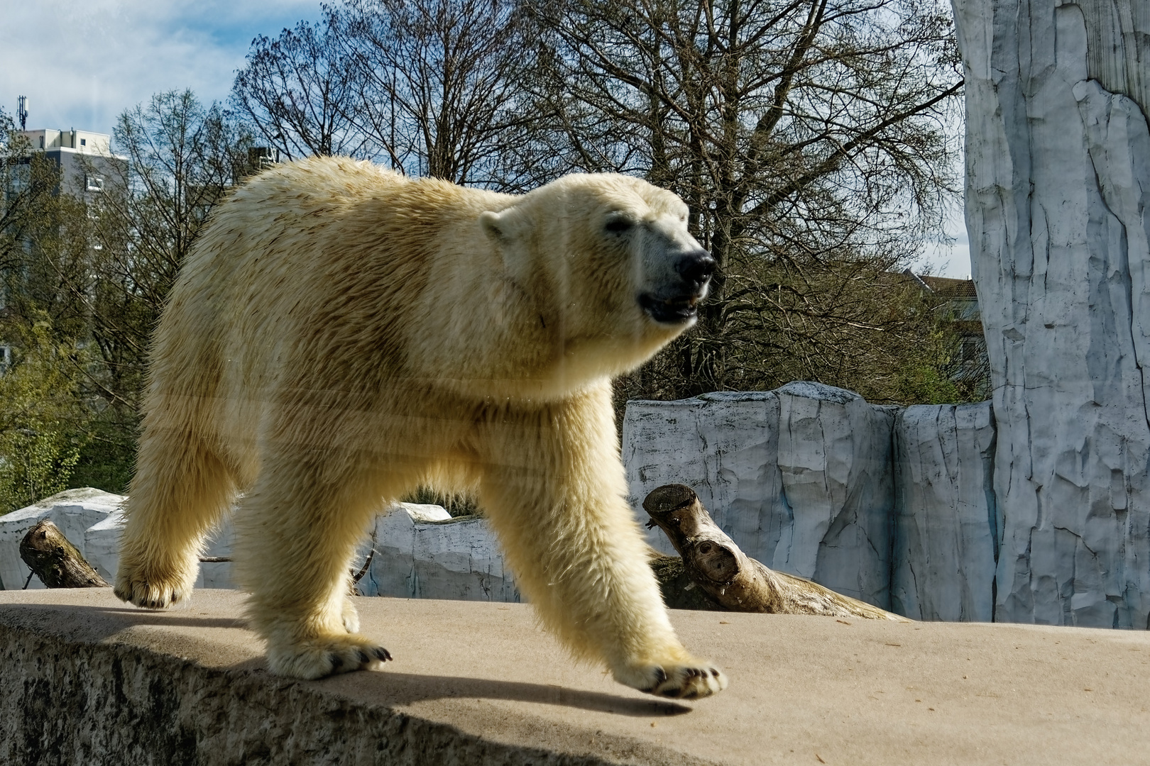 Eisbär 