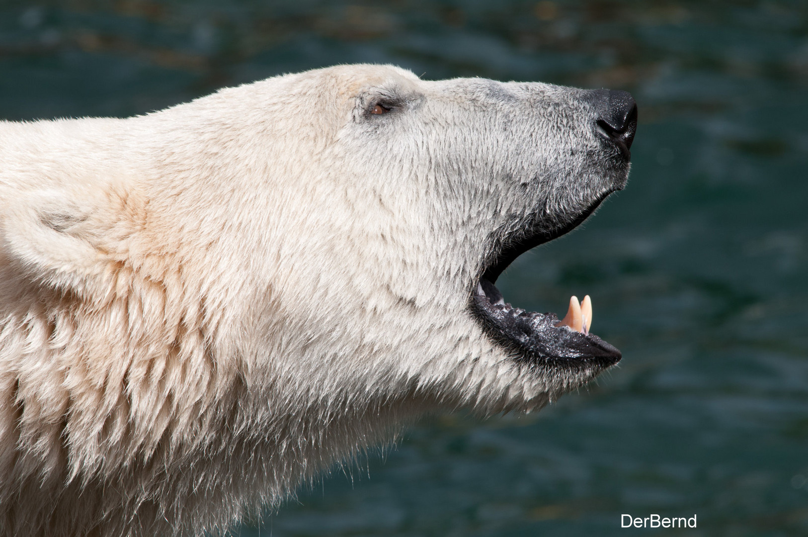 Eisbär