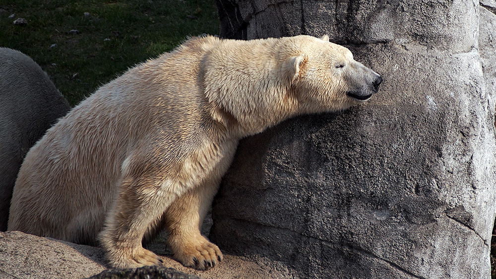 Eisbär