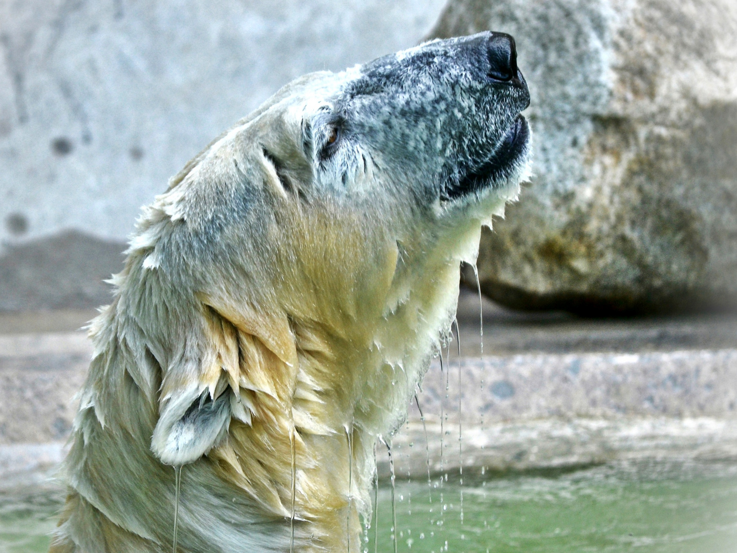 Eisbär