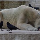 Eisbär (3): Mittagessen Zoo Karlsruhe