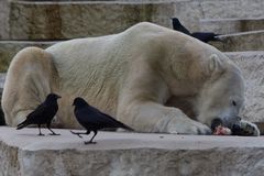 Eisbär (3): Mittagessen Zoo Karlsruhe