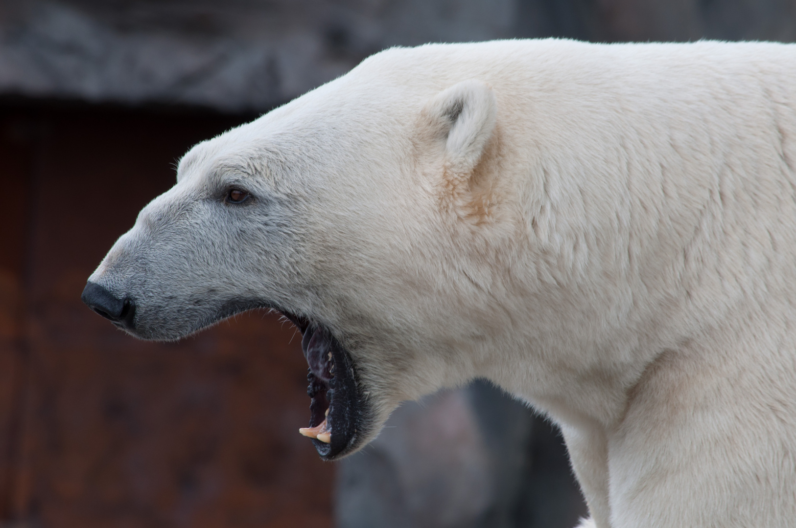 Eisbär