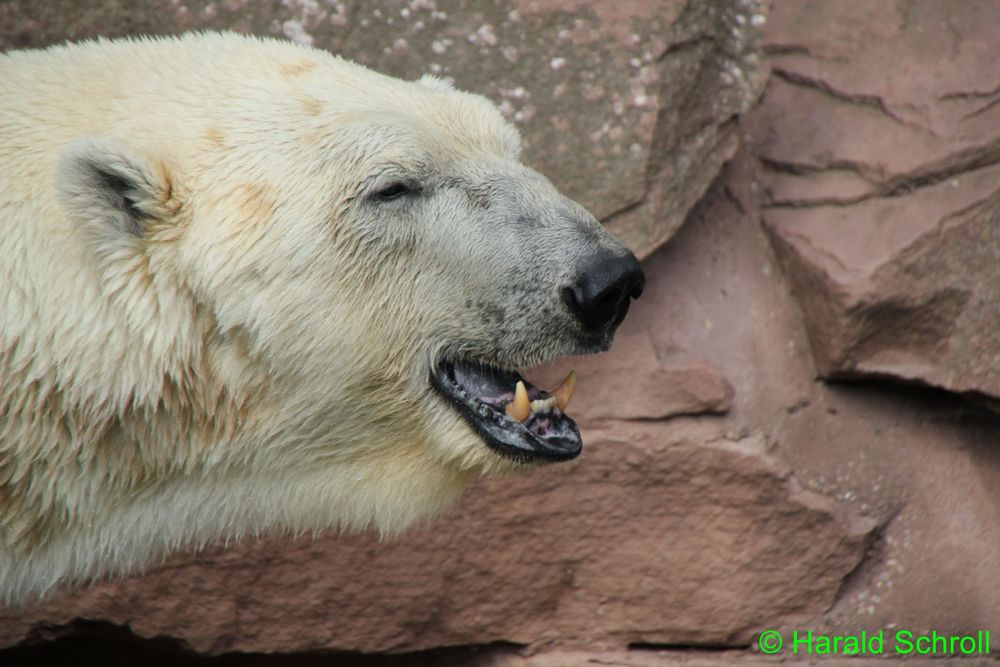 Eisbär