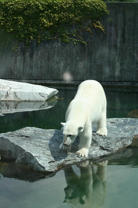 Eisbär