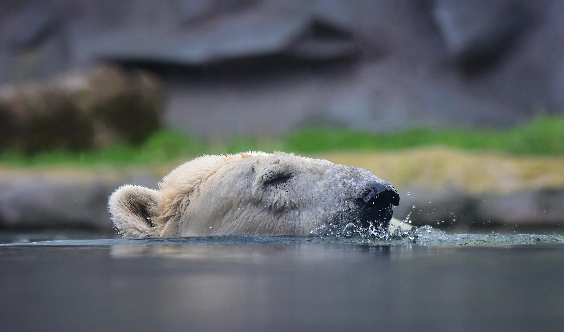 Eisbär