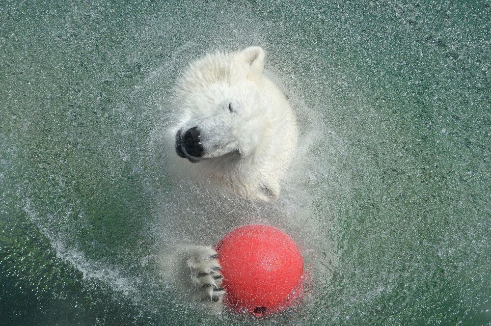 Eisbär Foto &amp; Bild | tiere, zoo, wildpark &amp; falknerei, säugetiere ...