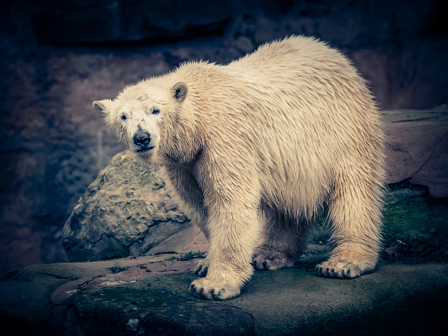 Eisbär