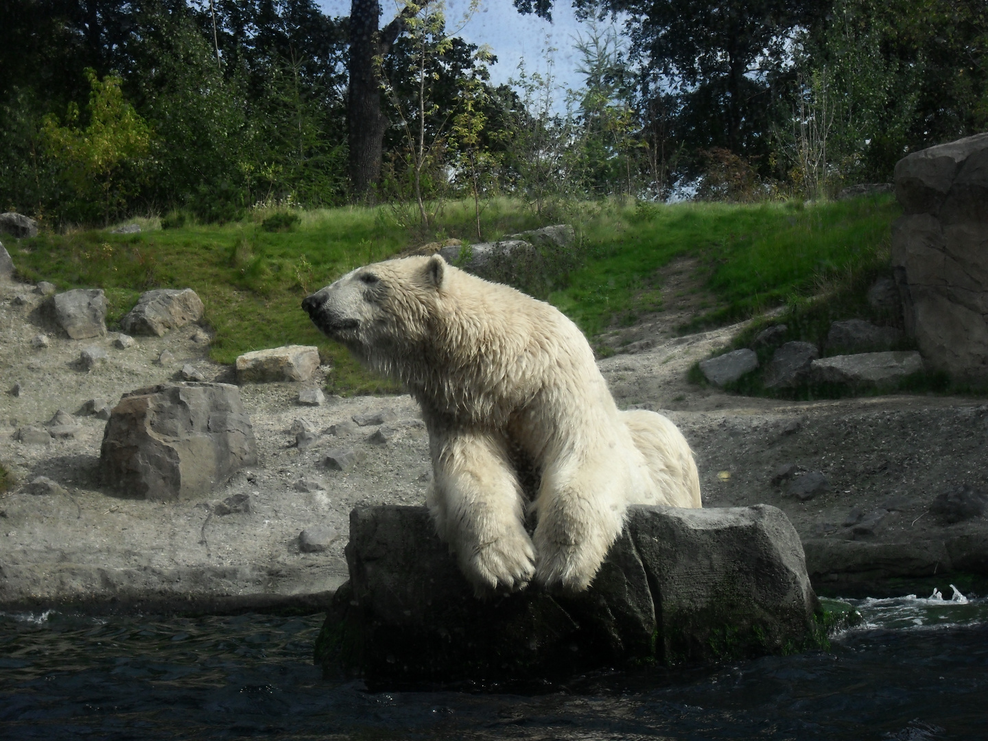 Eisbär