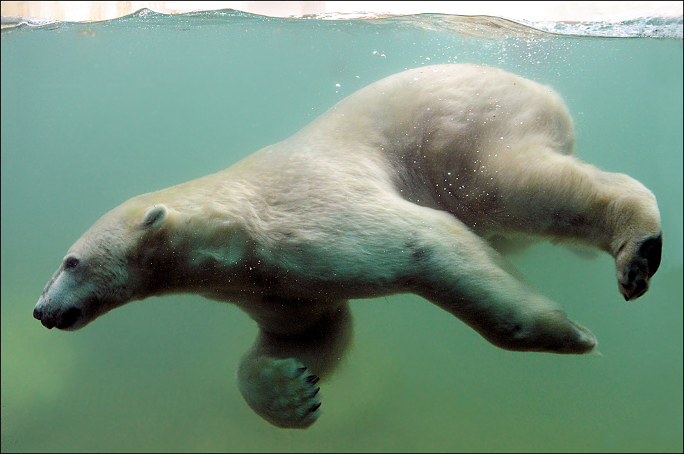 Eisbär