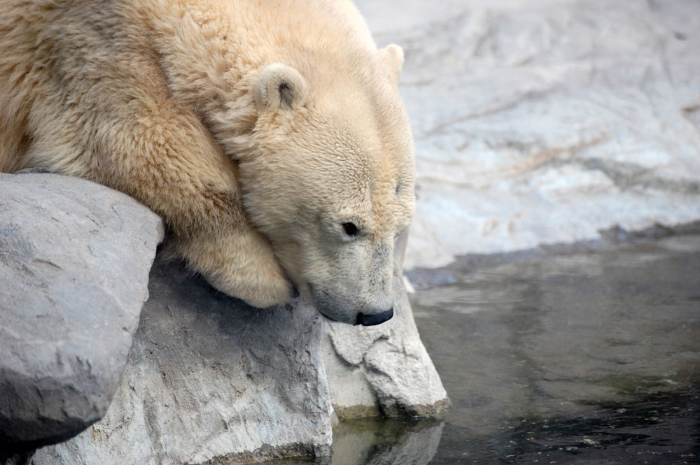 Eisbär