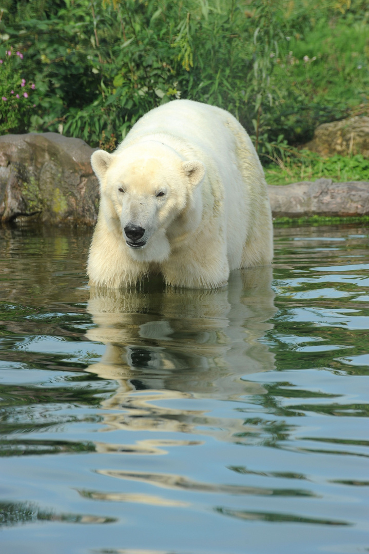 Eisbär