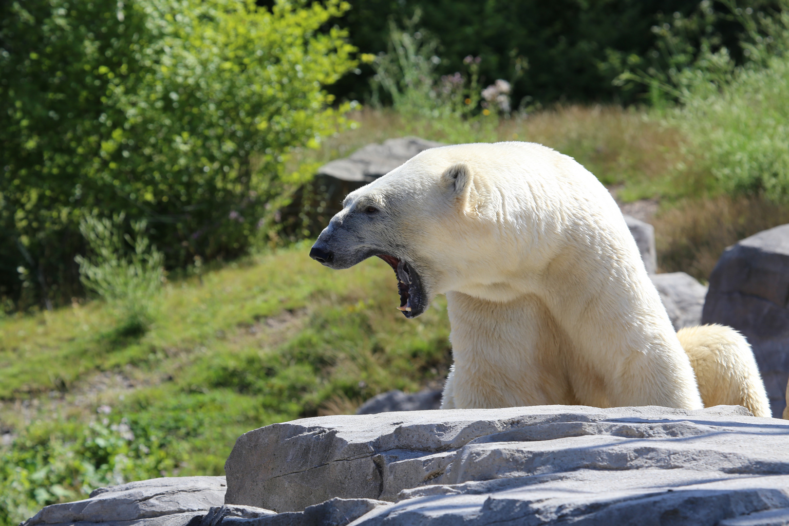 Eisbär